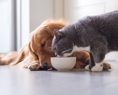 The Pet Food Market is Changing: Grab it by the Paws